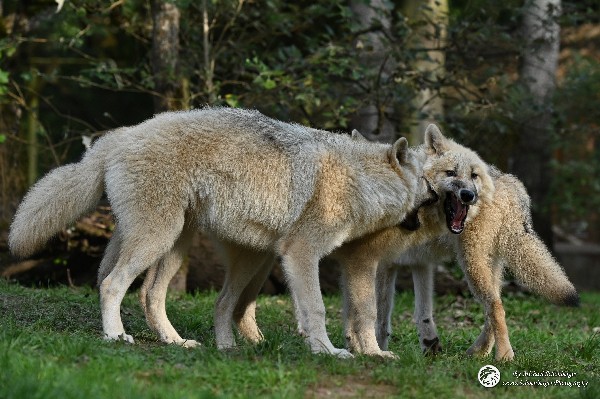 Polarwölfe Arctic wolves Anyu Nova Yuki